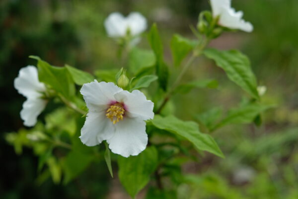 National Garden Scheme Gardens & Health Week