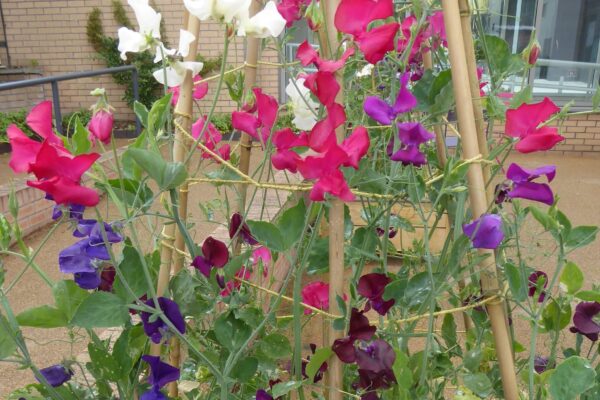 Sweet peas in Scotland