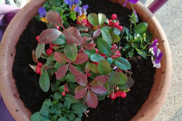 new year in horatio’s garden