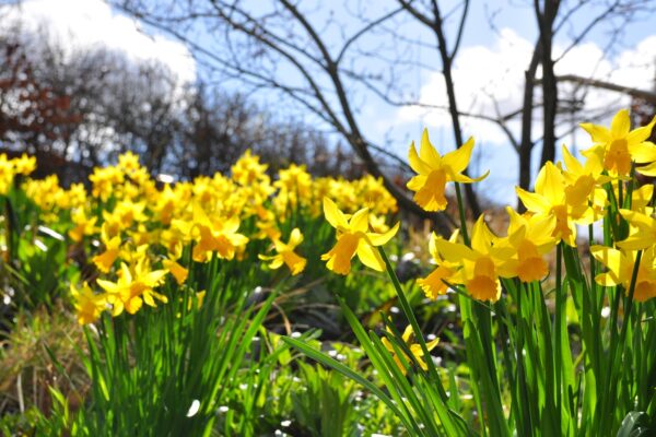 a chronicle of spring