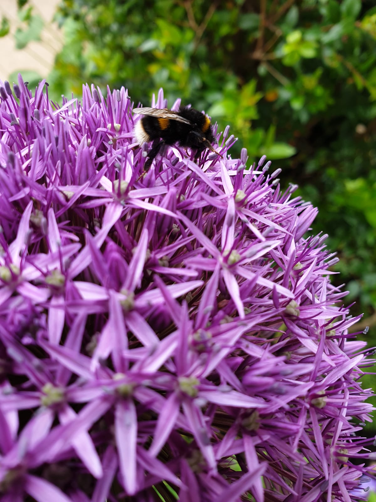 Bee on Allium