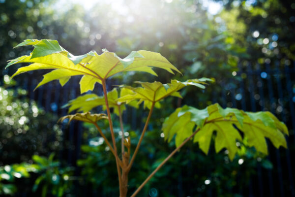 bbc ‘soundscapes for wellbeing’ & the virtual nature experiment