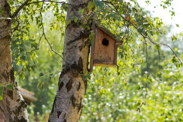 rspb big garden birdwatch
