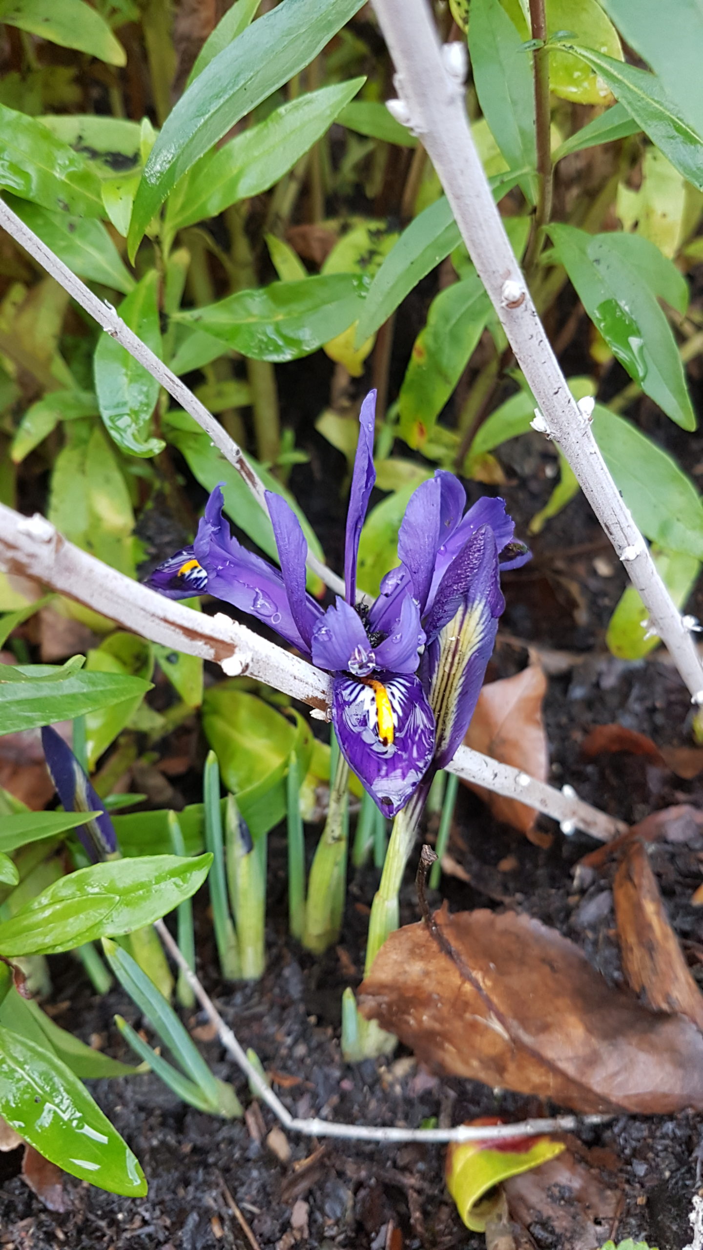 Iris in Garden