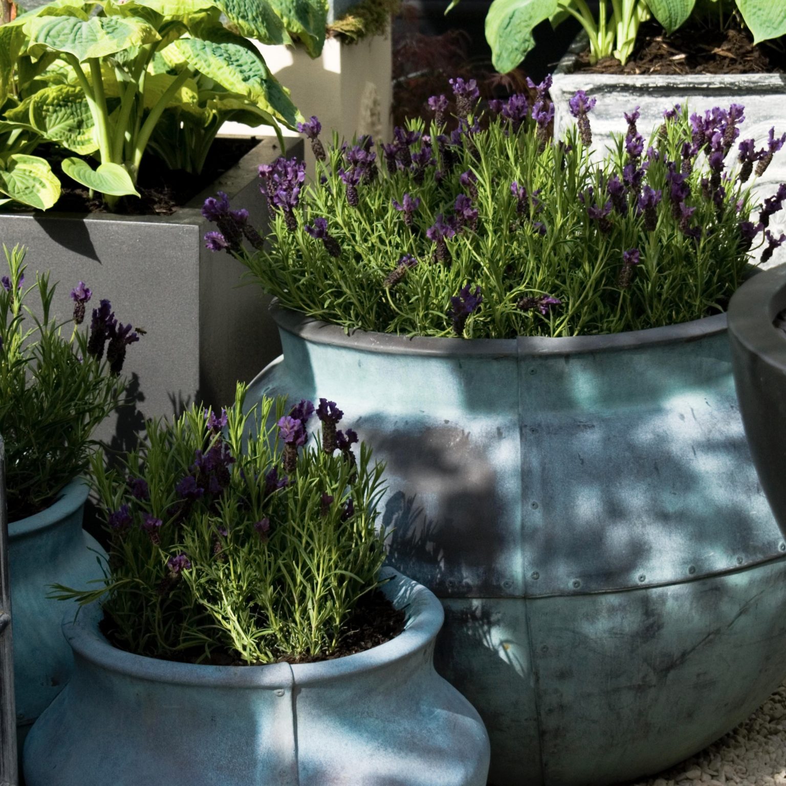 horatio's garden spring raffle - Horatio's Garden