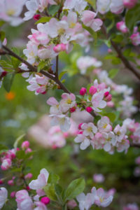 Blossom Close-Up