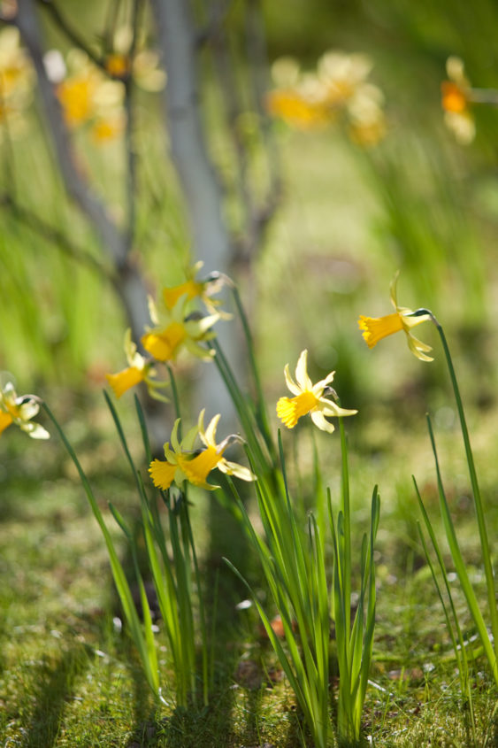 Daffodils