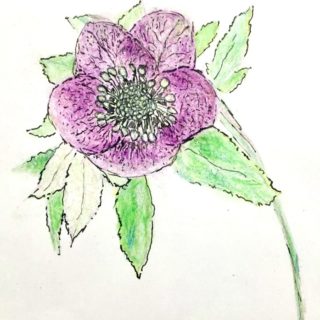 Lauren's Flower Sketch