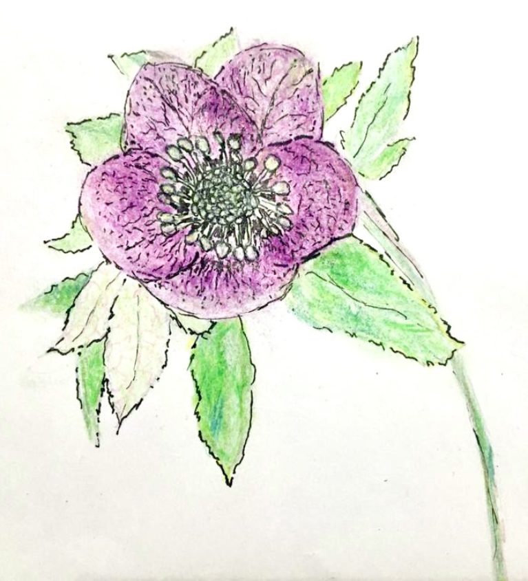 Lauren's Flower Sketch