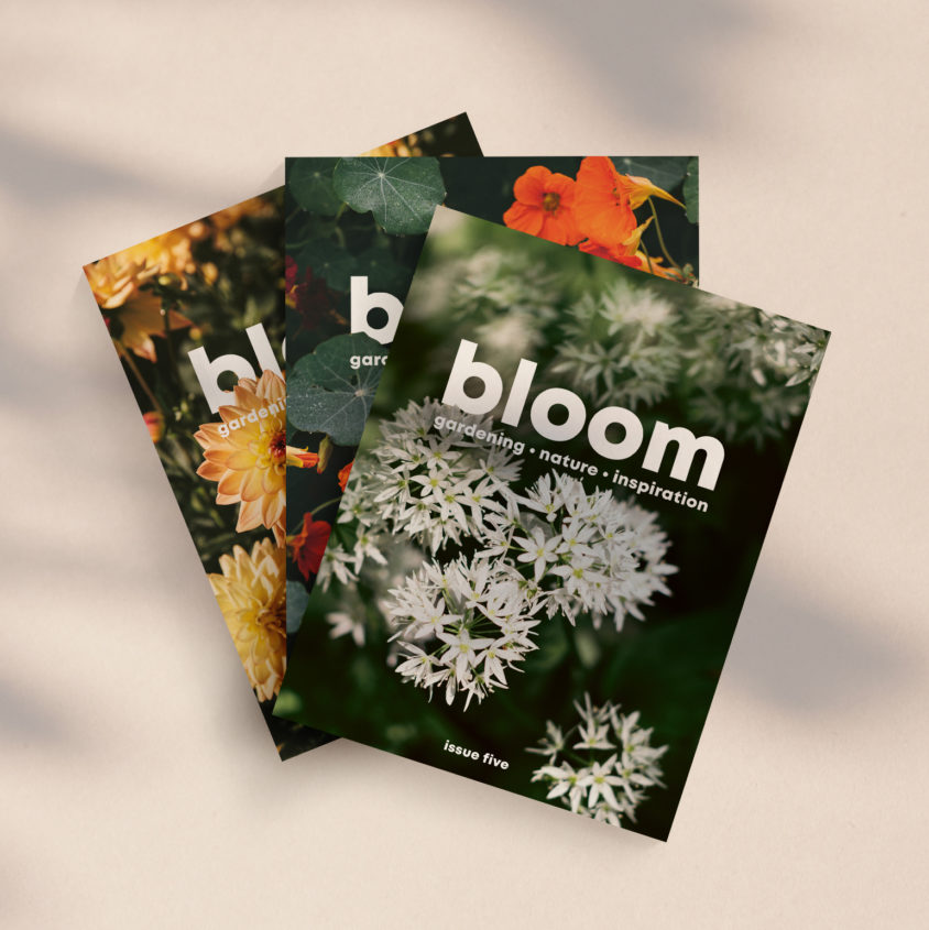 A Year's Subscription to Bloom Magazine
