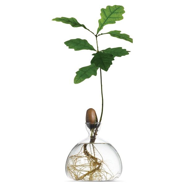 Acorn Vase