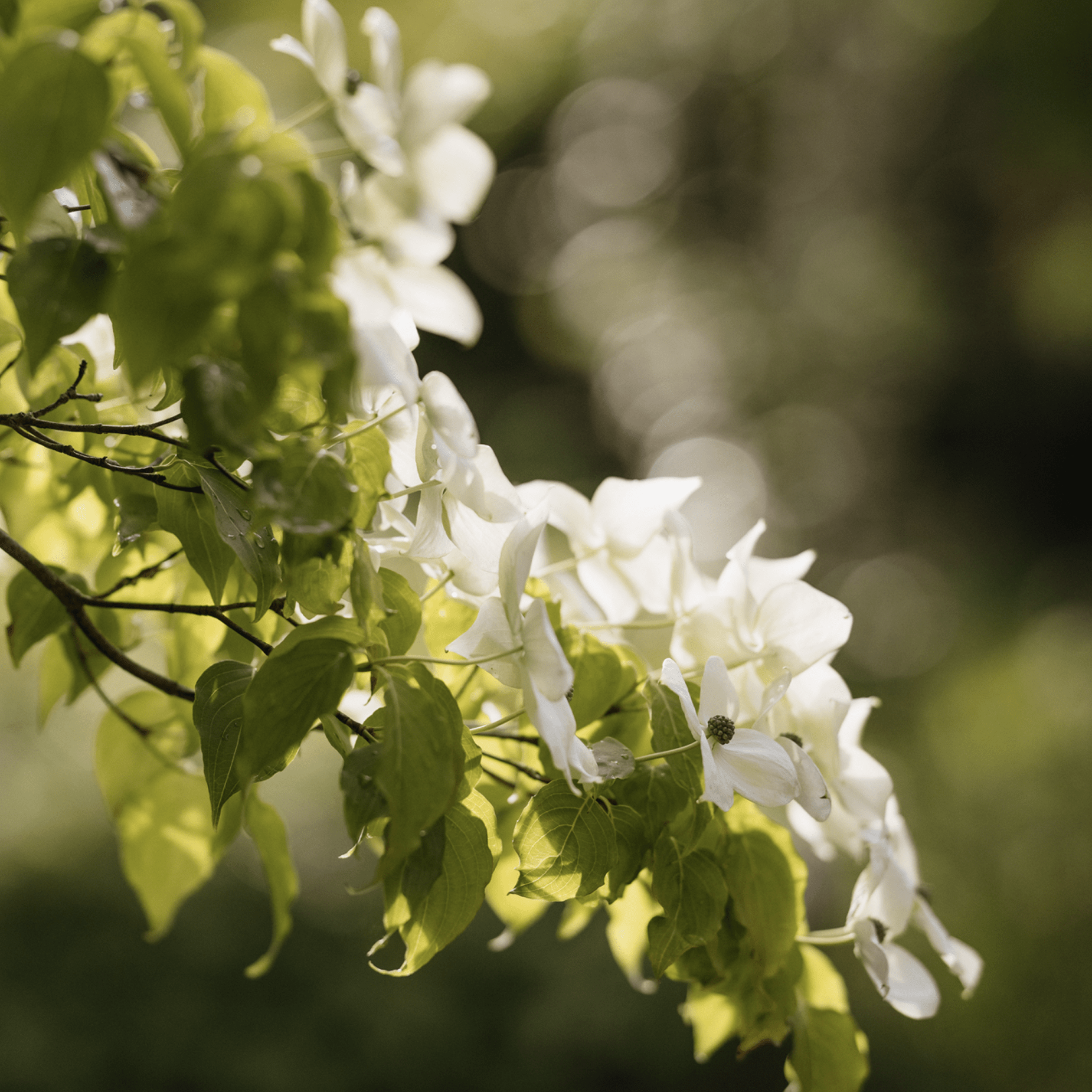 horatios-garden-london-south-east