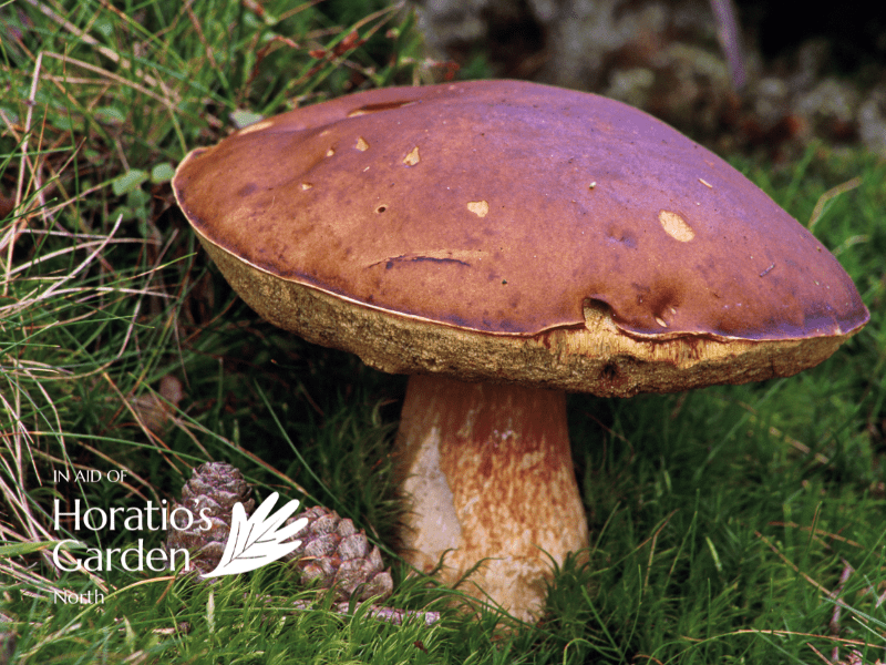 Thorp Perrow Fungi and Arboretum Guided Walk