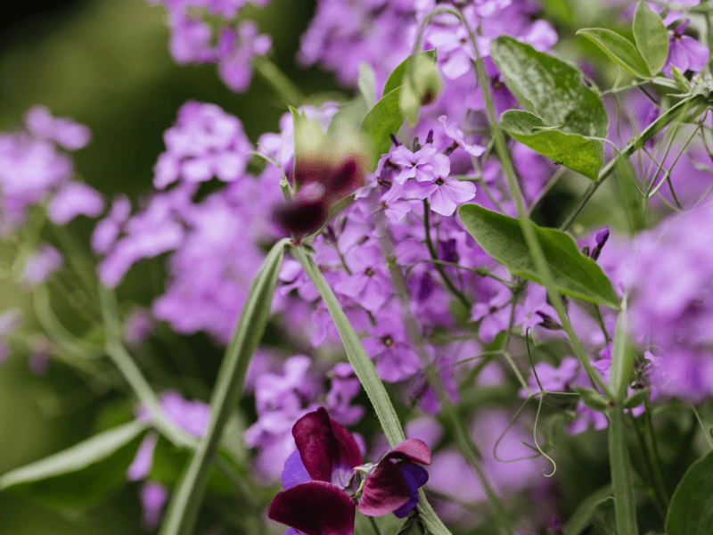 RHS Chelsea Flower Show 2026