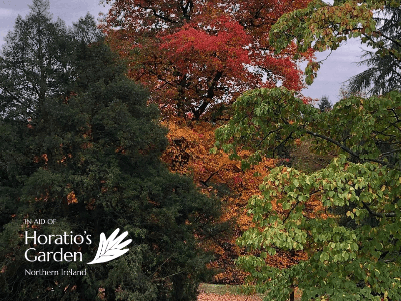Autumn Colour at Clandeboye in aid of Horatio’s Garden Northern Ireland